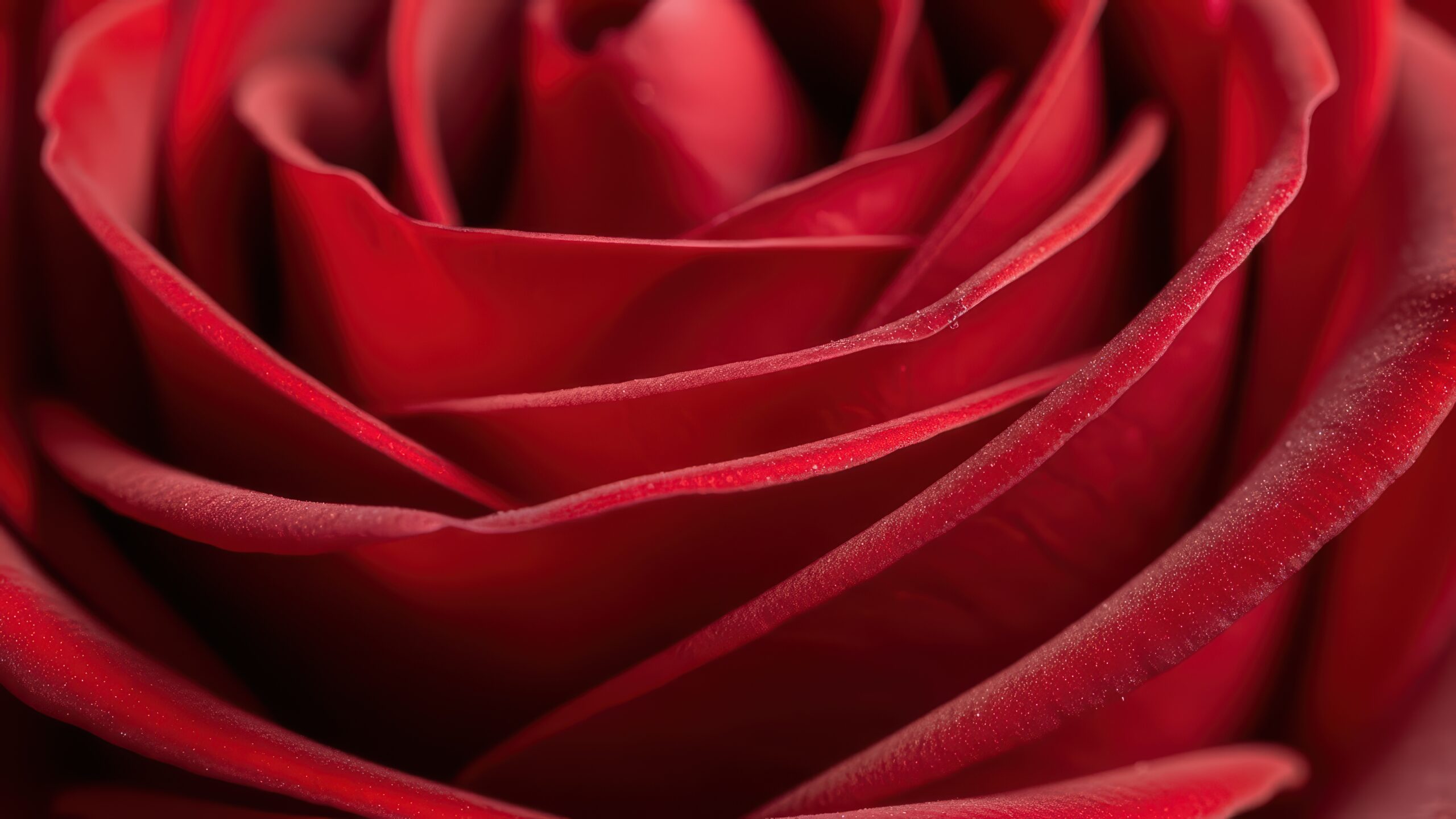 close up of a red rose with detailed petals and velvety texture in natural lighting
